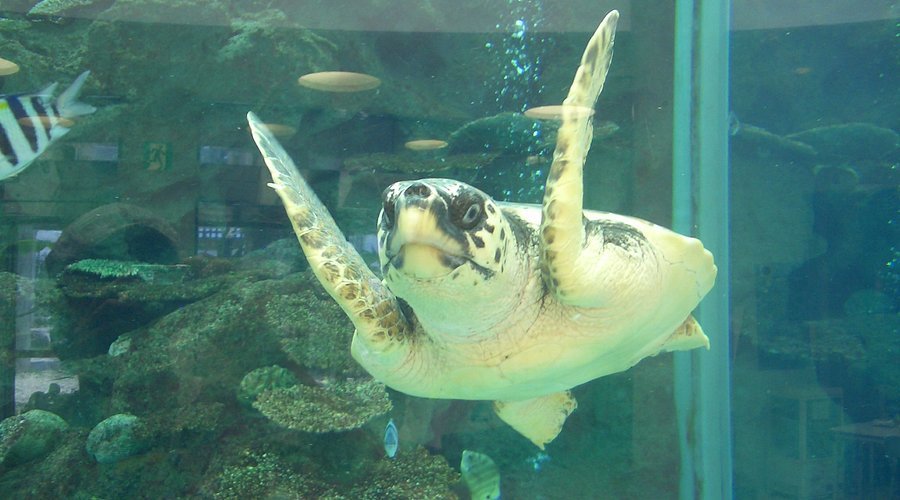 🏖️ 오하마 해변공원(오하마카이힌코엔) 이미지 7